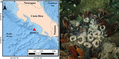 Sexual dimorphism in the methane seep-dwelling Costa Rican yeti crab Kiwa puravida (Decapoda: Anomura: Kiwaidae)